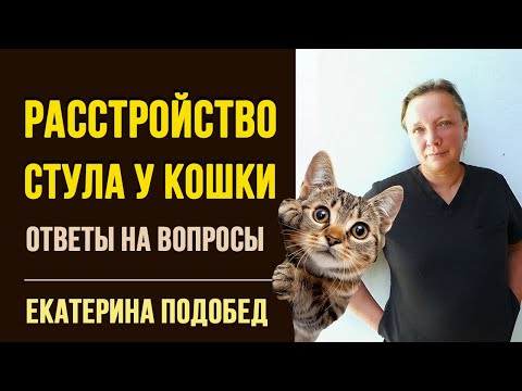 Видео: У кошки понос, запор или расстройство  ЖКТ | Вопросы ветеринару гастроэнтеролога