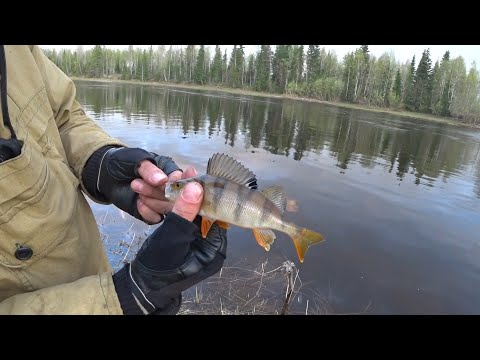 Видео: ДУШЕВНАЯ РЫБАЛКА НА РЕКЕ ПИЖМА! ОКУНЬ ЖАДНО БЕРЁТ ПРИМАНКУ!