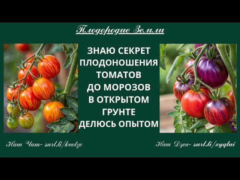 Видео: Почему мои томаты плодоносят в открытом грунте до морозов? Делюсь опытом №68/25