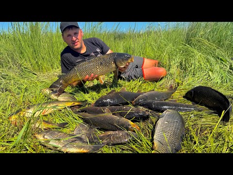 Видео: ВСТАЛ НА САЗАНЬЮ ТРОПУ И НАЧАЛ ТЯГАТЬ ОДНУ ЗА ОДНОЙ