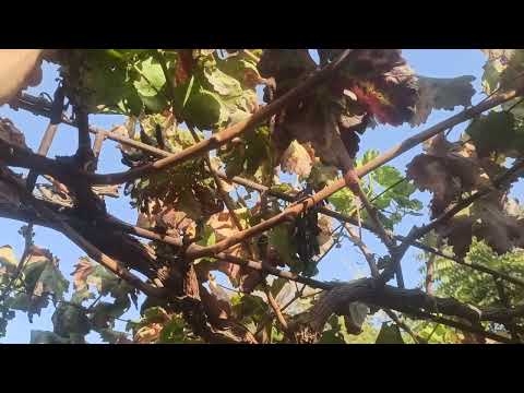 Видео: Қабули дархостҳо барои (Обрезка)буридани ниҳолҳои ангур.Ватсап:919843232.