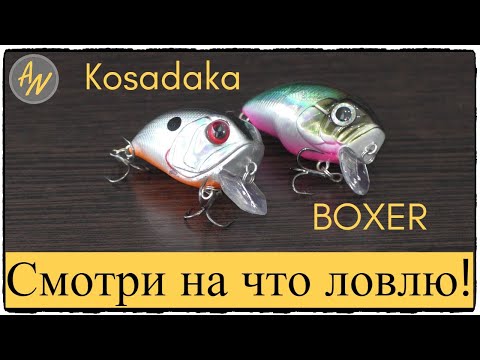 Видео: Kosadaka Boxer. Обзор воблера. Он - ЛОВИТ!