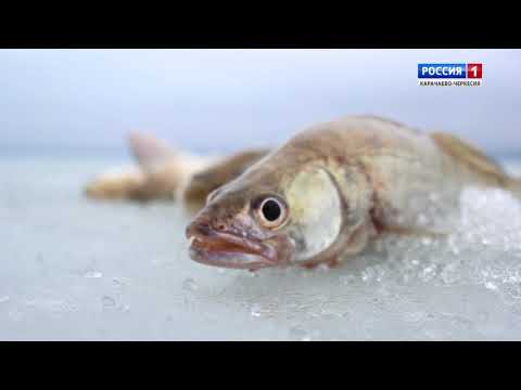 Видео: "Охота на рыбалку. Зимние жерлицы на судака"