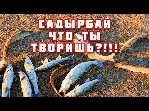 Видео: САДЫРБАЙ 2.0!!! Клевало вечером, ночью и утром БЕЗ ОСТАНОВКИ: судак, налим, щука и шашлык у костра🎣
