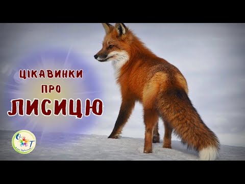 Видео: Цікаві факти про лисицю для дітей