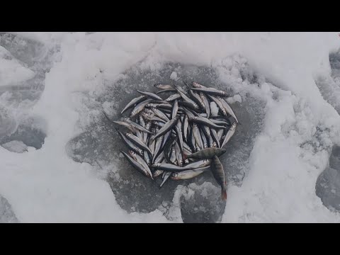 Видео: Рыбалка на корюшку. Сестрорецк.