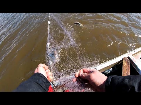 Видео: РЫБАЛКА СЕТЯМИ! ТАКОЙ РЫБАЛКИ ТЫ ЕЩЕ НЕ ВИДЕЛ! СЕТИ РВУТЬСЯ ОТ РЫБЫ, ГРЯЗИ И ЛЬДА! Рыбалка на Амуре.