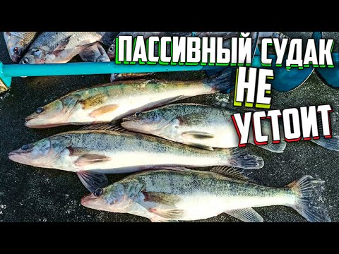 Видео: Все думают он ПАСИВЕН а мы ЕГО ЛОВИМ, Судак клюет и не стесняется, Рыбалка на судака