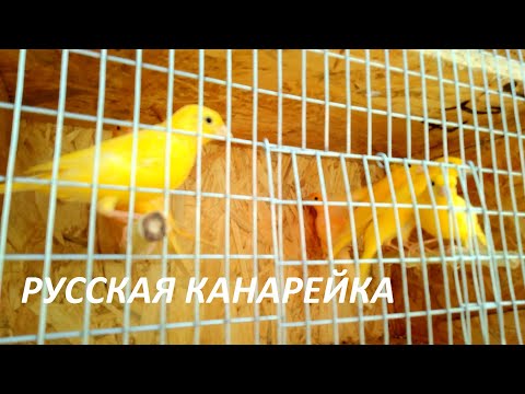 Видео: Ярмарка в г Кропоткин.29.05.21. РУССКАЯ КАНАРЕЙКА!