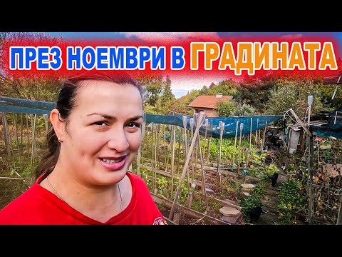 Видео: Живот на село: Зеленчуковата градина през есента - един ноемврийски ден с Кали