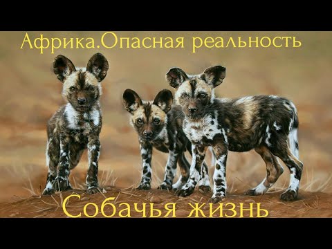 Видео: Африка.Опасная реальность.Собачья жизнь.
