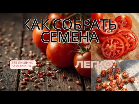 Видео: Как ЛЕГКО собрать семена с ТОМАТОВ для себя без заморочек и мошек