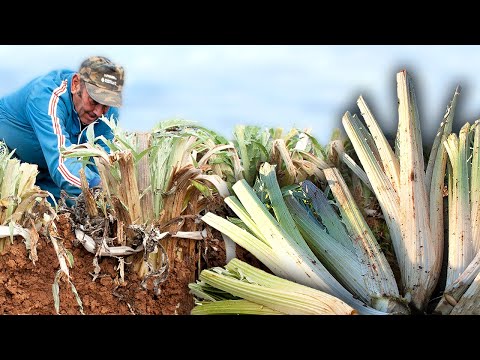 Видео: Чертополох. Закапывание стеблей (без использования пластика) для употребления на Рождество.