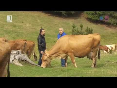 Видео: Бразди - Мандра зад решетките