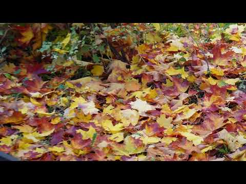 Видео: ОСЕННИЙ МАРАФОН