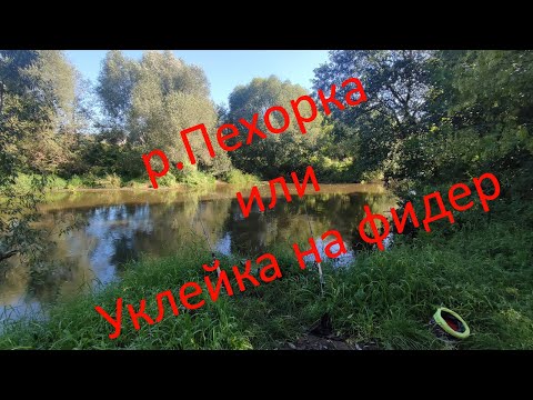 Видео: Река Пехорка или Уклейка на фидер