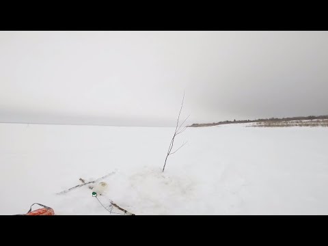 Видео: Рыбалка у чёрной дыры. Перемёт на налима. Серия тридцатая.