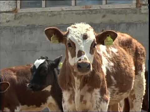Видео: Развитие сельского хозяйства в районе Шал акына