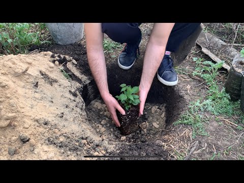Видео: Посадка саженца ежевики ￼  , весна 2024 г￼￼￼