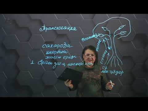 Видео: Өсімдіктердегі заттар транслокациясының механизмі. 1 бөлім. 11 сынып.