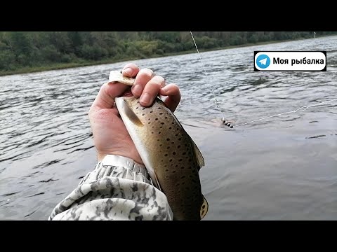 Видео: Рыбалка на хариуса реке АНЮЙ. Поймал четыре ЛЕНКА подряд. Рыбалка на ШВАБРУ. Здесь здоровый ХАРИУС.