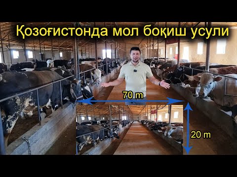 Видео: Қозоғистонда Молни қандай боқишяпти | Мол боқиш усули