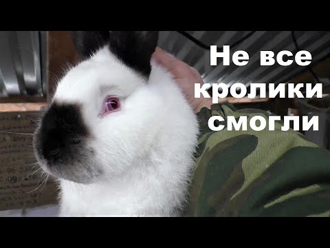 Видео: НЕ ВСЕ КРОЛИКИ ДОЖИЛИ ДО НОВОГО ГОДА РАЗВЕДЕНИЕ КРОЛИКОВ