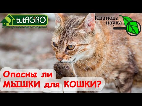 Видео: ЧТО БУДЕТ, ЕСЛИ КОШКА СЪЕСТ ОТРАВЛЕННУЮ МЫШКУ? Опасность ядов от мышей для котов, собак, птиц и рыб.
