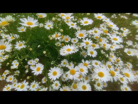 Видео: Середина лета