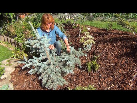 Видео: Формирование кроны ели (ч.1).