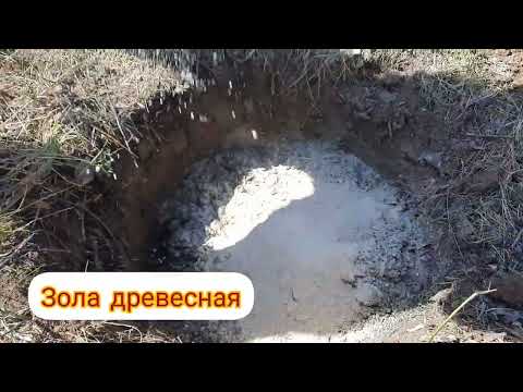 Видео: ПОСАДКА ВИШНИ