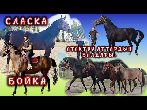 Видео: Жети баш аргымак чыкты 👆 баары бир сарайда.