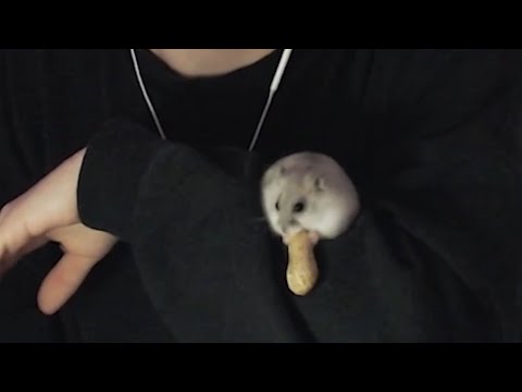 Видео: макдона