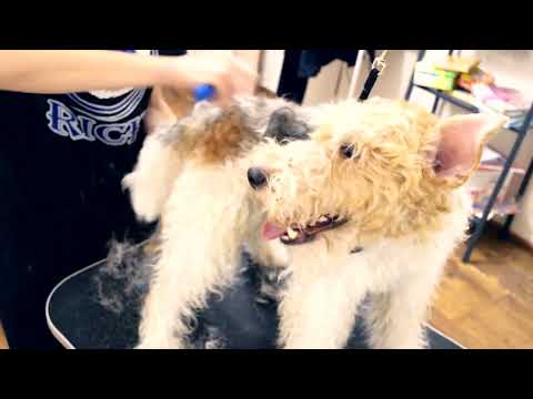 Видео: Тримминг Фокстерьера - Часть 3: Тримминг шерсти по корпусу.