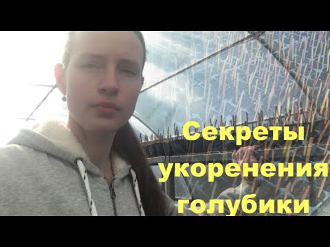 Видео: Черенкование голубики. Секреты успеха