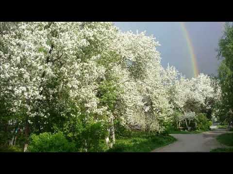 Видео: "Черемшина". Музика Василя Михайлюка, слова Миколи Юрійчука