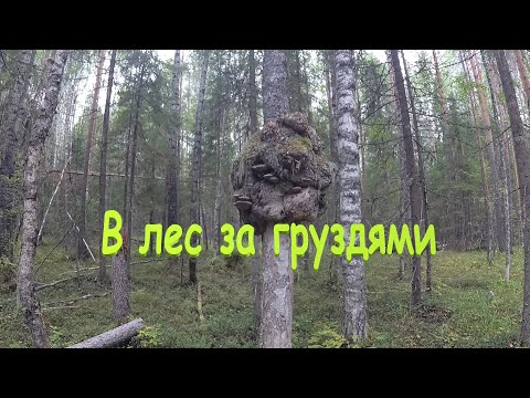 Видео: В лес за груздями.