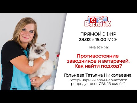 Видео: Противостояние заводчиков и ветврачей. Как найти подход?