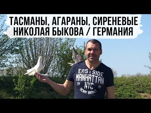 Видео: Среднеазиатские бойные голуби в Германии Николая Быкова. Tauben. Deutschland.