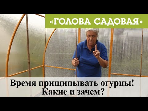 Видео: Голова садовая - Время прищипывать огурцы! Какие и зачем?