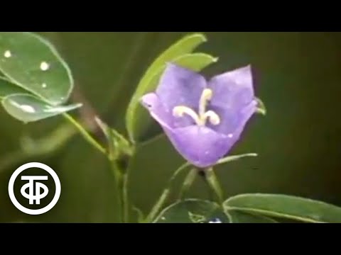 Видео: Природоведение. 3 класс. Я иду по лесу (1988)