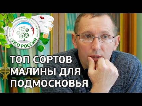 Видео: Сорта ремонтантной малины для Подмосковья. Какие сорта ремонтантной малины выбрать для Подмосковья.