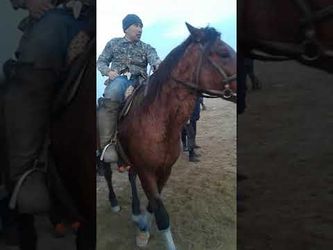 Видео: Узын ата көкпар 1998 жылғылардан