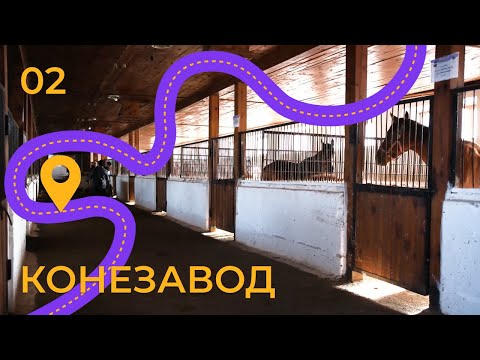 Видео: Конезавод. Как туркменские кони из казахских степей покорили мир?