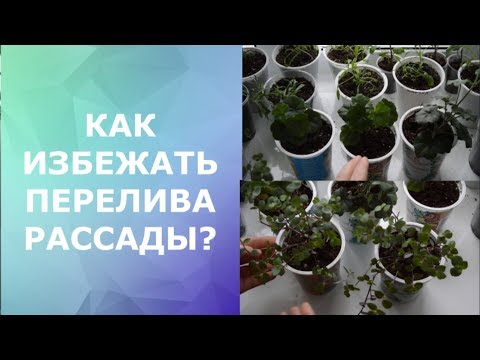 Видео: Перелив рассады. Как избежать?