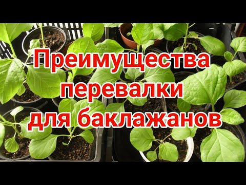 Видео: Преимущества перевалки для баклажанов
