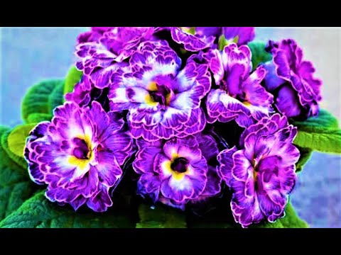 Видео: САМЫЕ КРАСИВЫЕ, Морозостойкие и Неприхотливые ЦВЕТЫ для ТЕНИСТЫХ МЕСТ