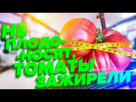 Видео: ЖИРОВАНИЕ ТОМАТОВ. СПАСАЕМ УРОЖАЙ В 2020 ГОДУ!