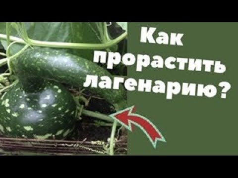 Видео: Как прорастить лагенарию? Проращивание + эксперимент!