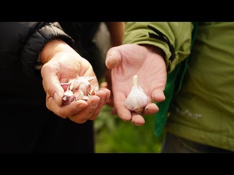 Видео: Посадка чеснока осенью под зиму. Секрет урожая - в золе.